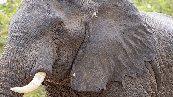 Elephant / Olifant - Rufiji River, Nyerere National Park