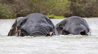 Elephant / Olifant