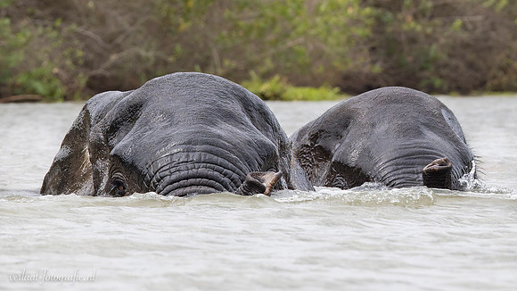 Elephant / Olifant - Rufiji River, Nyerere National Park