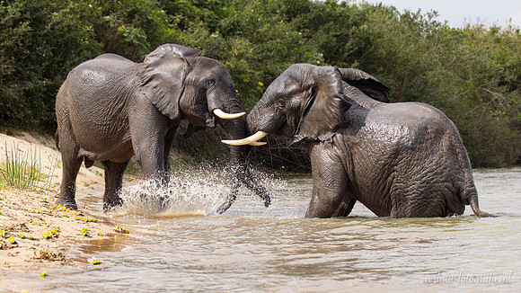 Elephant / Olifant - Rufiji River, Nyerere National Park