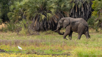 Elephant / Olifant - Rufiji River, Nyerere National Park