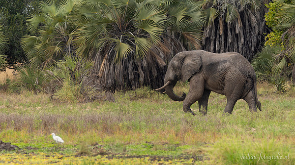 Elephant / Olifant - Rufiji River, Nyerere National Park