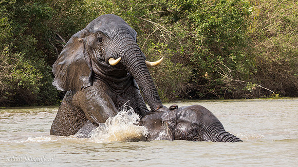 Elephant / Olifant - Rufiji River, Nyerere National Park