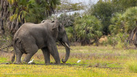 Elephant / Olifant - Rufiji River, Nyerere National Park