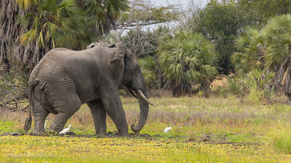 Elephant / Olifant - Rufiji River, Nyerere National Park