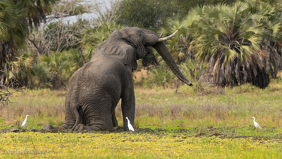 Elephant / Olifant - Rufiji River, Nyerere National Park