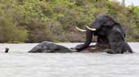 Elephant / Olifant - Rufiji River, Nyerere National Park