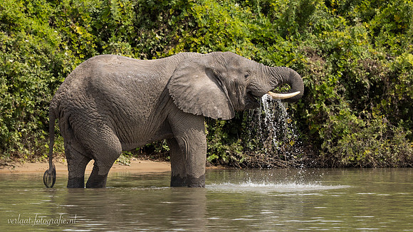 Elephant / Olifant - Rufiji River, Nyerere National Park