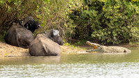 Cape Buffalo / Kaapse buffel