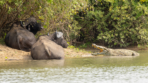 Cape Buffalo / Kaapse buffel - Rufiji River, Nyerere National Park