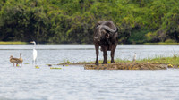 Cape Buffalo / Kaapse buffel - Rufiji River, Nyerere National Park