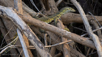 Ornate monitor / Sierlijke Nijlvaraan