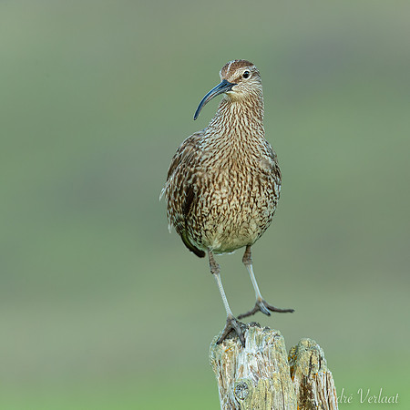 Regenwulp / Whimbrel - Road 923