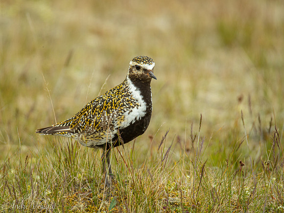 Goudplevier / European Golden-Plover - Höfn