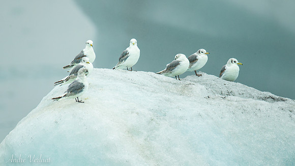 Drieteenmeeuw / Black-legged Kittiwake - Jökulsárlon