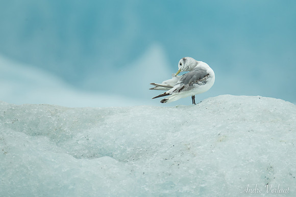 Drieteenmeeuw / Black-legged Kittiwake - Jökulsárlon