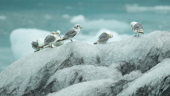 Drieteenmeeuw / Black-legged Kittiwake - Jökulsárlon