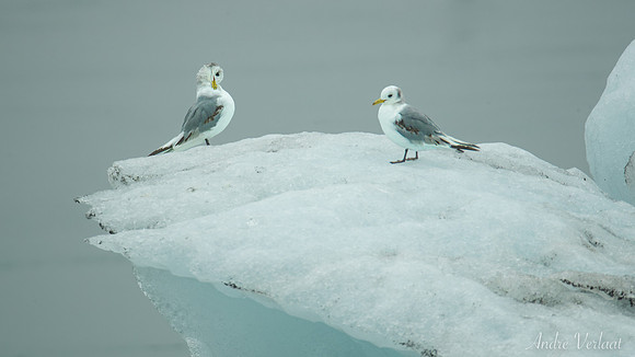 Drieteenmeeuw / Black-legged Kittiwake - Jökulsárlon