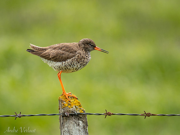 Tureluur / Redshank - F35