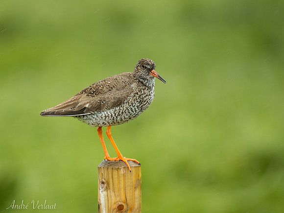 Tureluur / Redshank - Skagi, Road 745