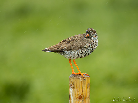 Tureluur / Redshank - Skagi, Road 745