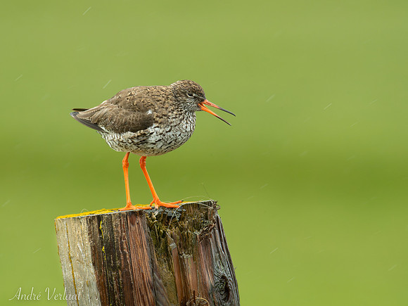 Tureluur / Redshank - Skagi, Road 745