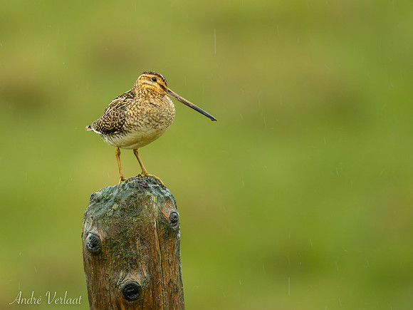 Watersnip / Common Snipe - Skagi, Road 745