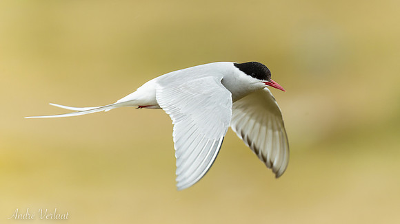 Noordse Stern / Arctic Tern - Skagi, Road nr. 745