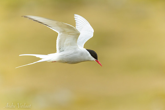 Noordse Stern / Arctic Tern - Skagi, Road nr. 745