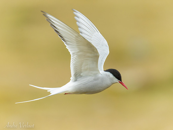 Noordse Stern / Arctic Tern - Skagi, Road nr. 745