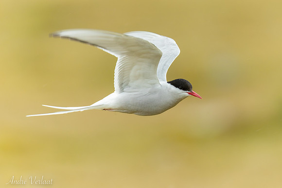 Noordse Stern / Arctic Tern - Skagi, Road nr. 745