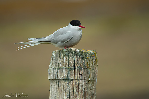 Noordse Stern / Arctic Tern - Road nr. 63