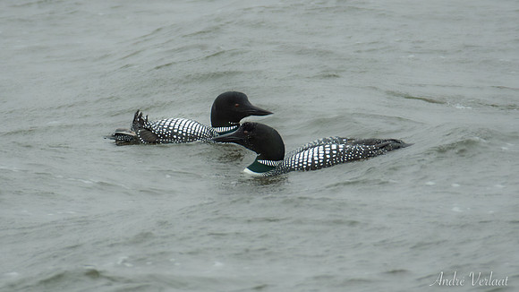 IJsduiker / Common Loon - Skagi, Road nr. 63