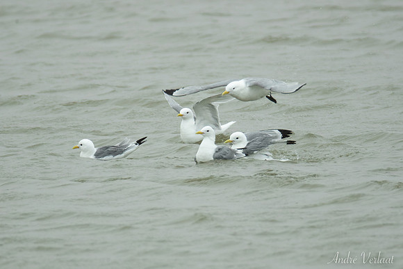 Drieteenmeeuw / Black-legged Kittiwake - Skagi, Road nr. 63