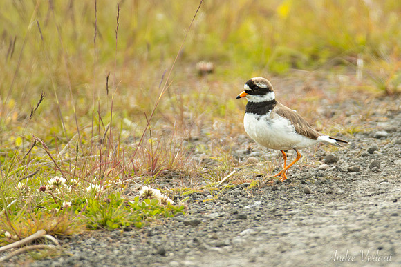 Bontbekplevier / Ringed Plover - Grenivik