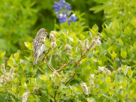 Grote Barmsijs / Mealy Redpoll - Grenivik