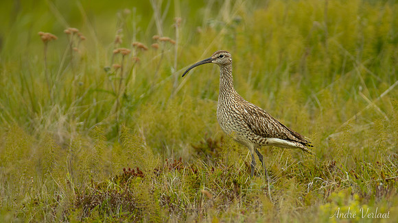 Regenwulp / Whimbrel - Grenivik