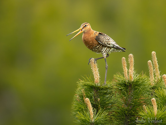 IJslandse Grutto / Black-tailed Godwit (islandica) - Grenivik