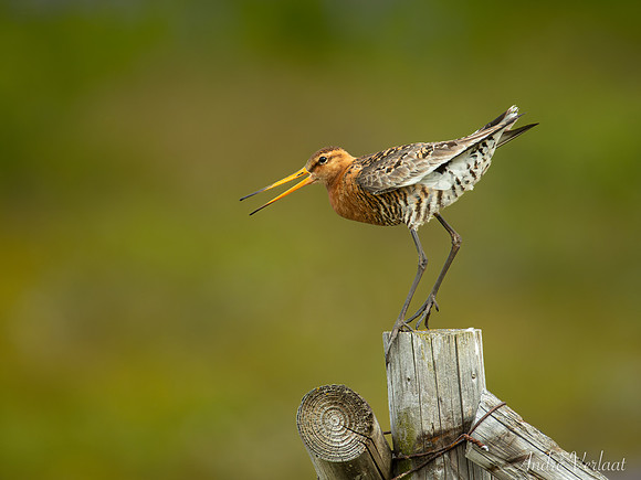 IJslandse Grutto / Black-tailed Godwit (islandica) - Grenivik
