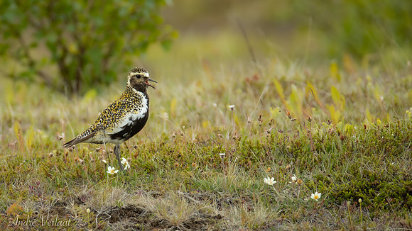 Goudplevier / European Golden-Plover - Grenivik
