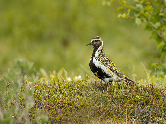 Goudplevier / European Golden-Plover - Grenivik