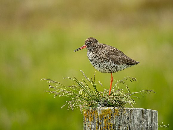 Tureluur / Redshank - Road 261