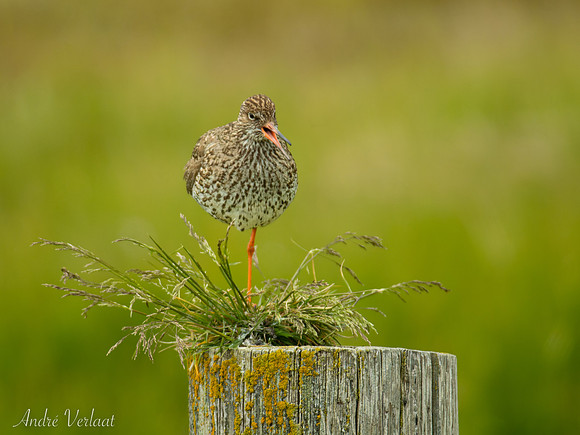 Tureluur / Redshank - Road 261