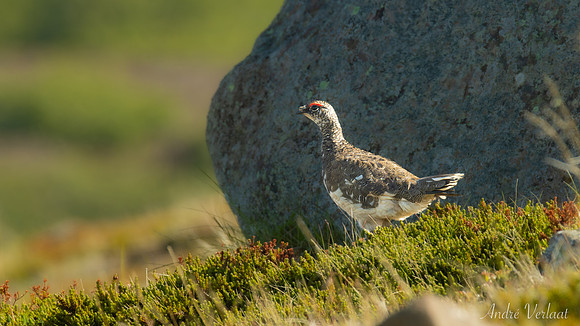Alpensneeuwhoen / Rock Ptarmigan - Road 839