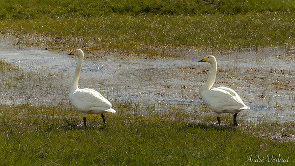 Wilde Zwaan / Whooper Swan - Road 839