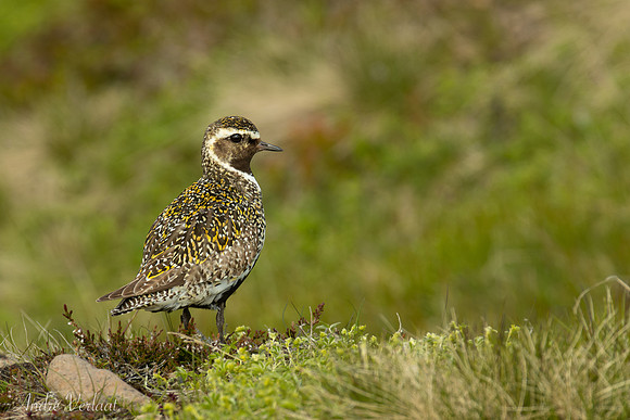 Goudplevier / European Golden-Plover - Road 839