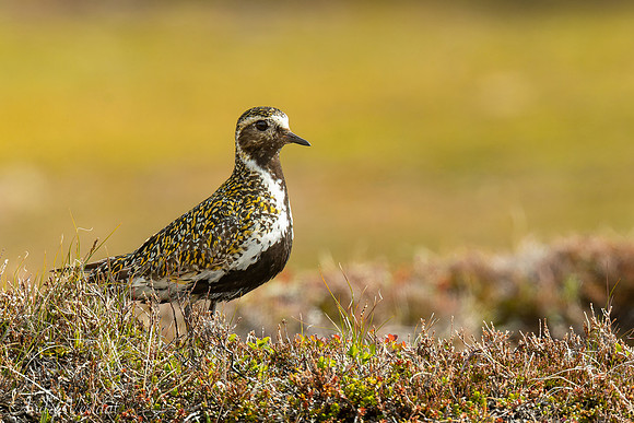Goudplevier / European Golden-Plover - Road 839