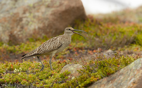 Regenwulp / Whimbrel - Road 839