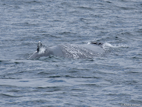 Bultrug / Humpback Whale - Cape Cod, USA