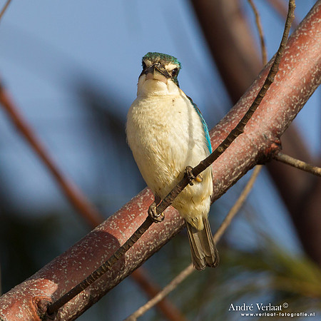 Heilige IJsvogel / Sacred Kingfisher - Fraser Island